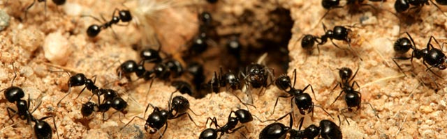 Nysst Pesto Services